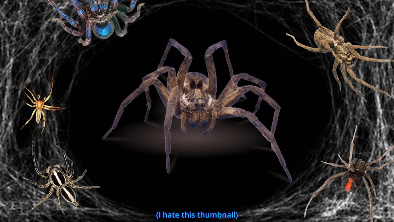 The Spiders.....They're Watching Me.