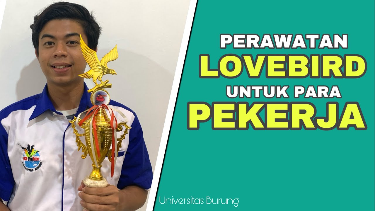 Perawatan lovebird untuk para pekerja