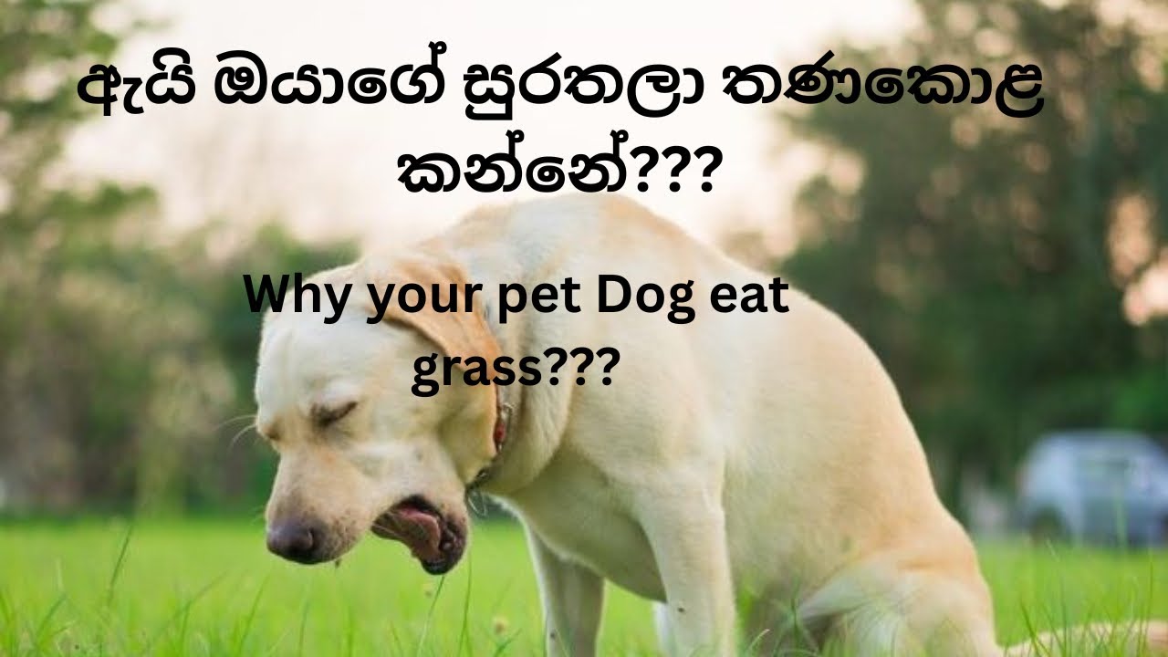 Why Dog Eat Grass??| ඇයි ඔයාගේ සුරතලා තණකොළ කන්නේ?? Dogmaticslk 2025
