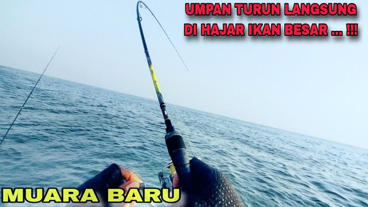 NGERI...!!! TELAT SEDIKIT DI BAWA SANGKUT IKAN BESAR INI ...!!! || MUARA BARU JAKARTA UTARA 