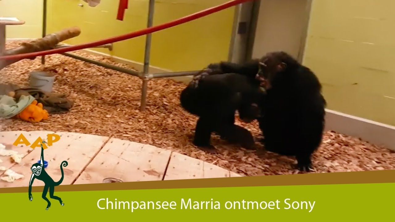 Chimpansee Marria ontmoet soortgenoot Sony - Stichting AAP