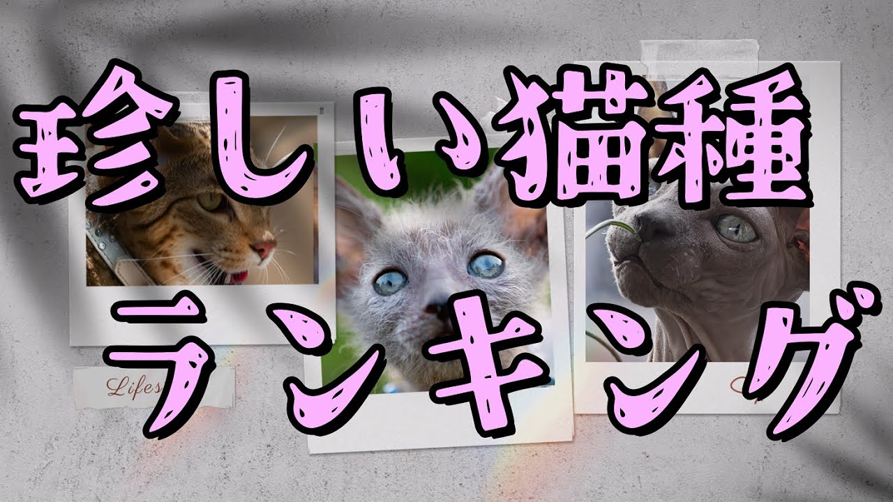 かわいい!!世界の珍しい猫種ランキング