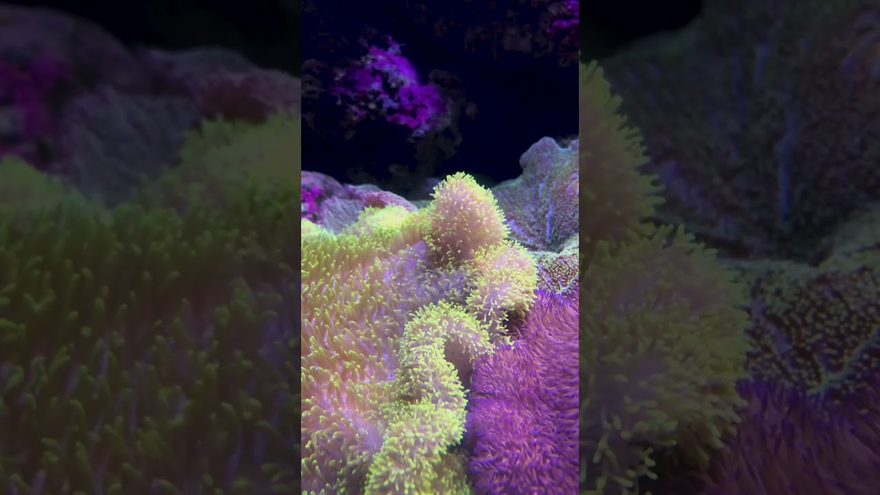 Rare and Exotic Marine Fish Caught on Camera | 