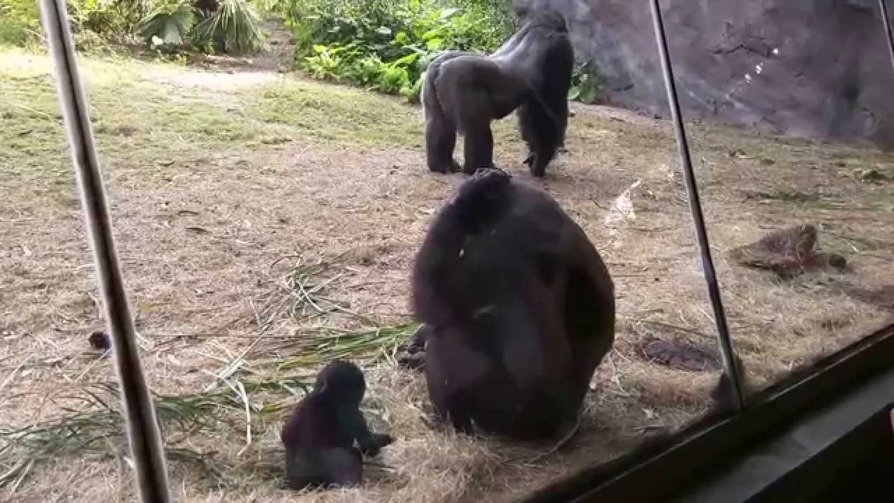 Baby gorilla at Disney's Animal Kingdom