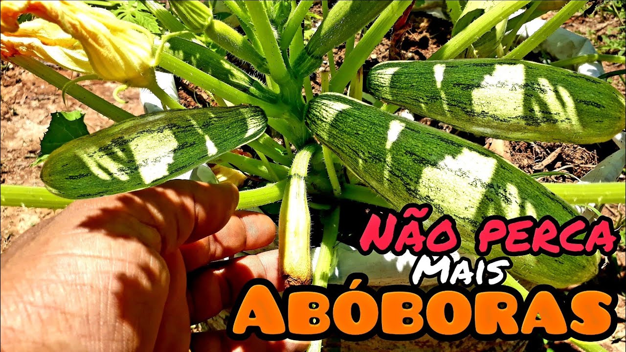 dicas para não perder mais abóboras, todas vão vingar !