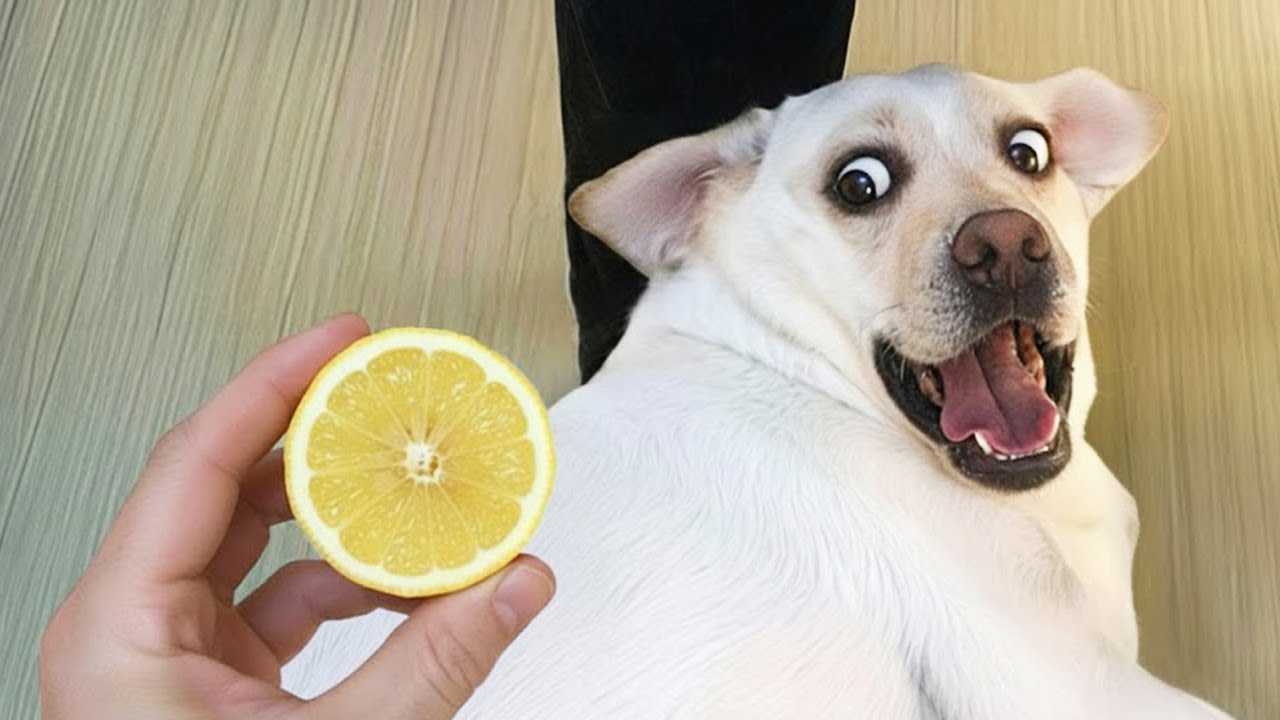 &iexcl;Te morir&aacute;s de risa con estos perros graciosos! 🤣 Videos divertidos de perros