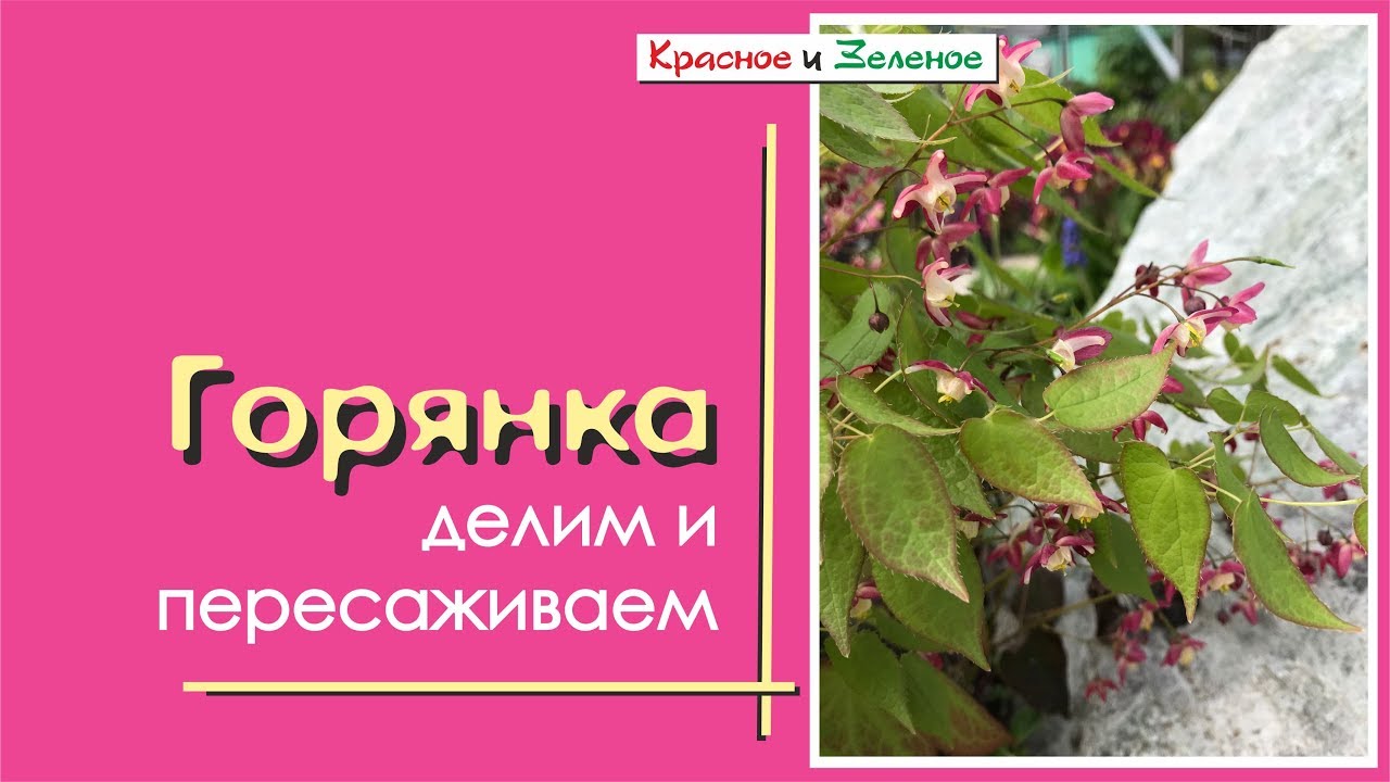 Горянка. Пересадка и деление