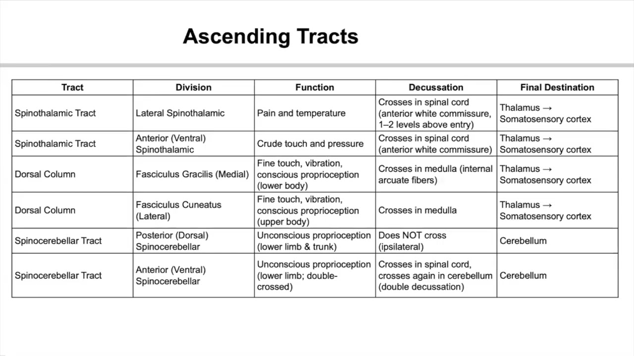 Ascending and Descending Spinal Tracts