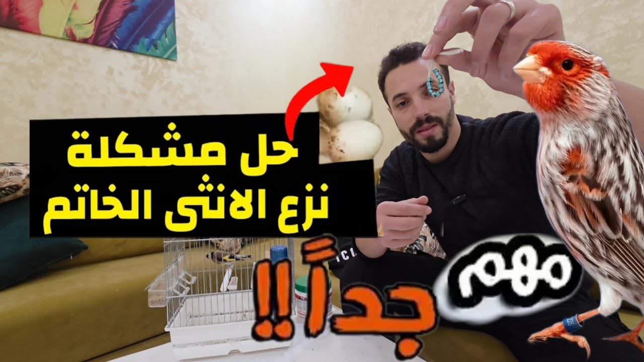مشكلة تحجيل فراخ الكناري | لماذا الأنثى المجنونة ترمي فراخها؟ والحل النهائي 🐣🚫