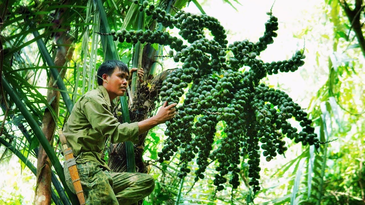 Жизнь с бабушкой и дедушкой - собирайте лесные плоды, кучу сотен фруктов