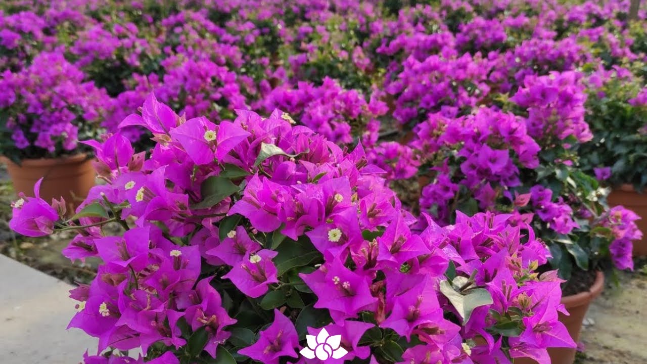 Bougainvillee - Le regine dell'estate 👑