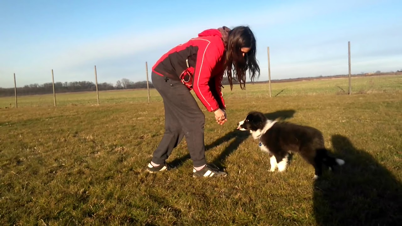 Border Collie - Puppy Tricks (2018)