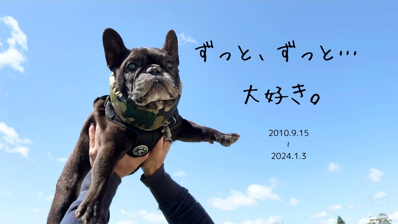 ずっとずっと、大好きだよ。最後のひと息まで、愛が満ち溢れていた。「フレンチブルドッグのやまとくん」