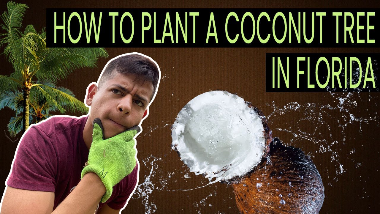 How To Plant a Coconut Palm Tree in Florida