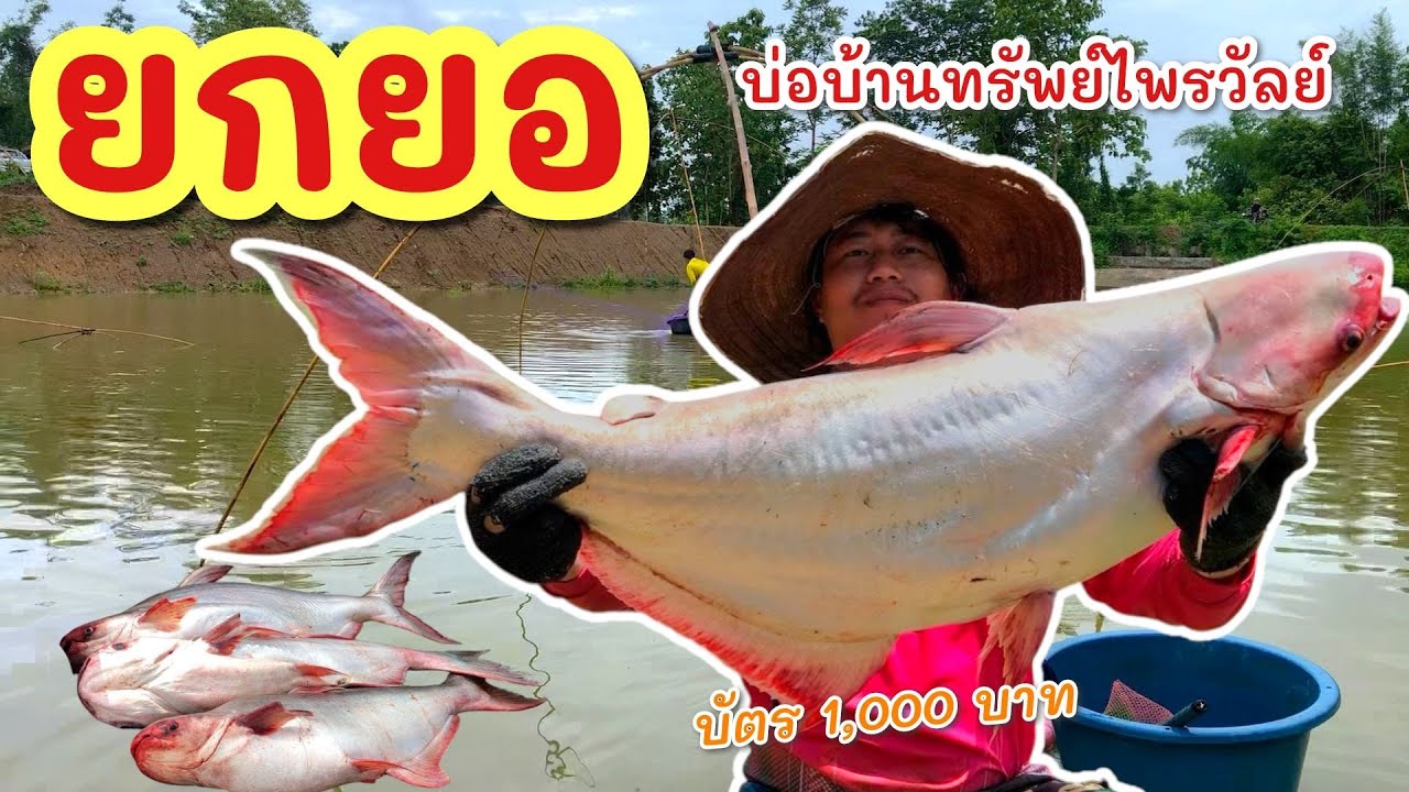 ยกยอ อ่างบ้านทรัพย์ไพรวัลย์ ►Fishing lifestyle Ep.832