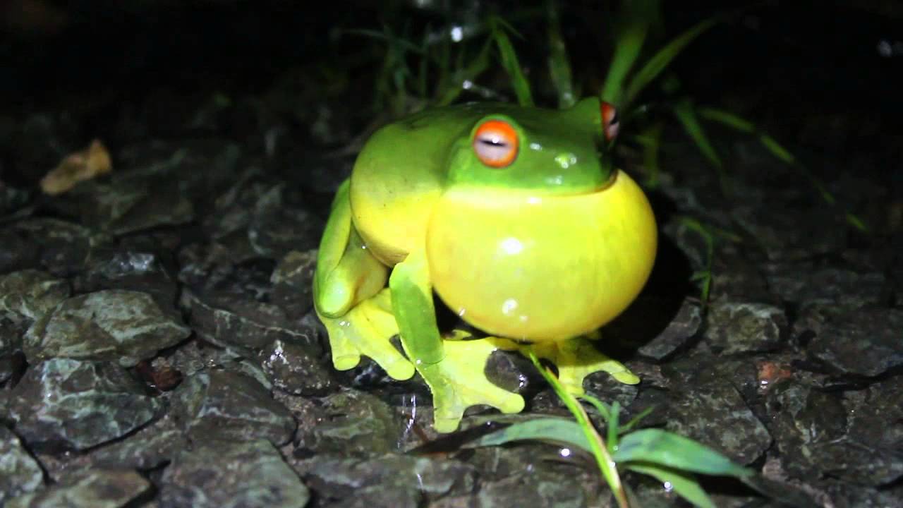Red-eyed tree frog