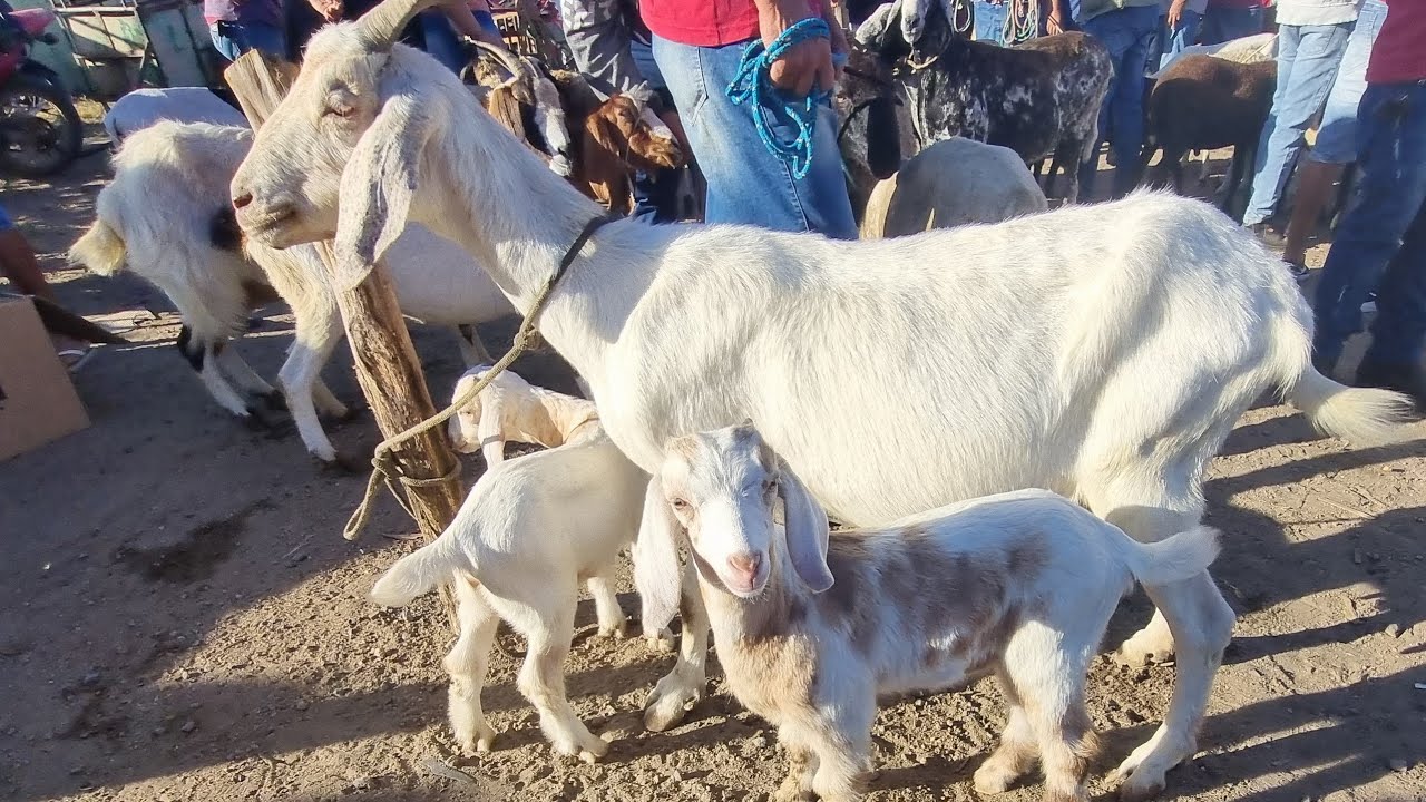 Feira de bode cabras e ovelhas em cachoeirinha-Pe 16-10-2025 #nordeste 