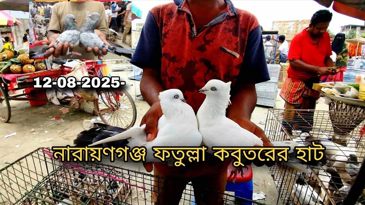 12-08-2025 ফতুল্লা কবুতরের হাট | kobutor hat | Fatullah pigeon market | কবুতরের দাম | Pigeons price 