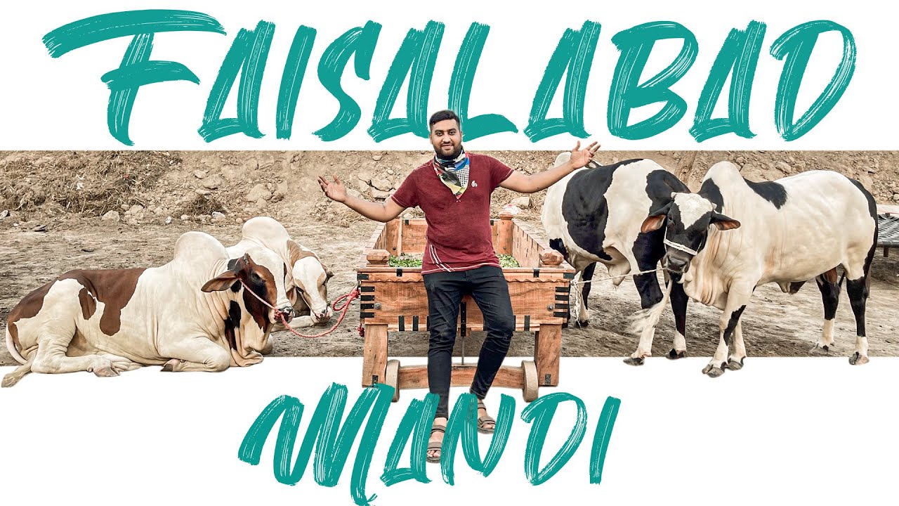 Cow Mandi Rates | Faisalabad Mandi Vlog