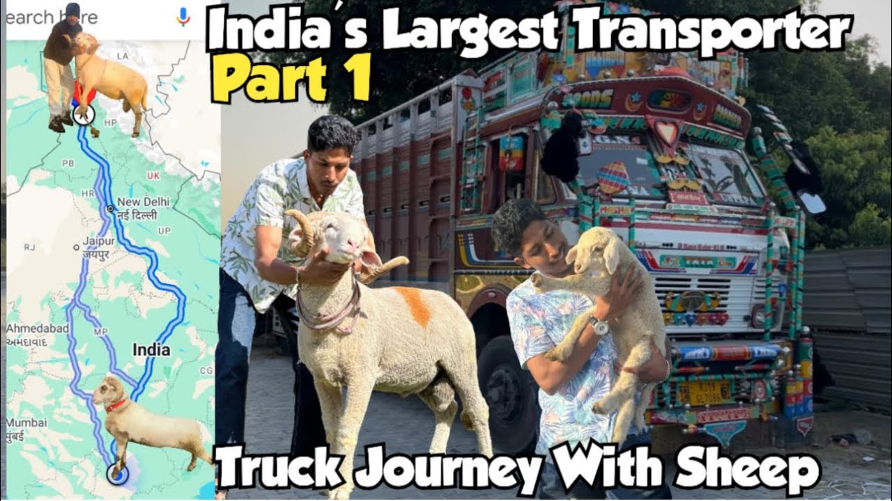 Kashmiri To Pathankot Finally Hyderabad Vlog | Best Pathankot Vilayati Sheep | Truck Journey