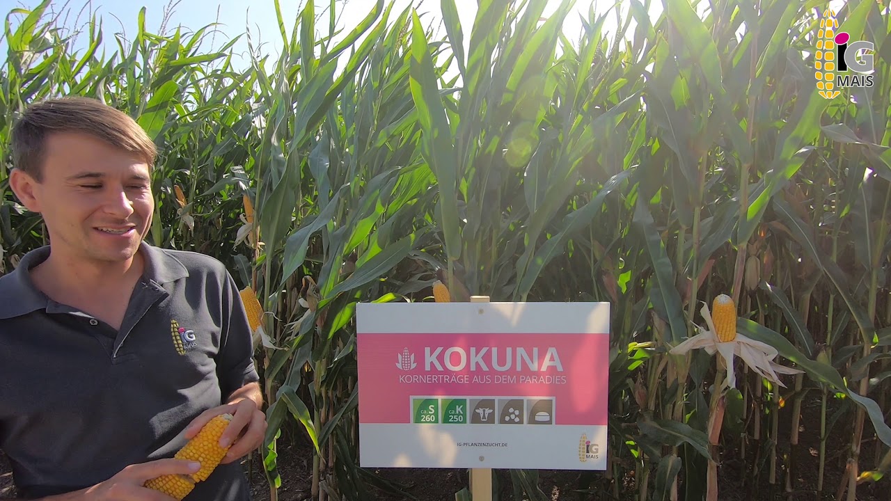 Mais KOKUNA - KORNERTR&Auml;GE AUS DEM PARADIES ca. S 260 / ca. K 250