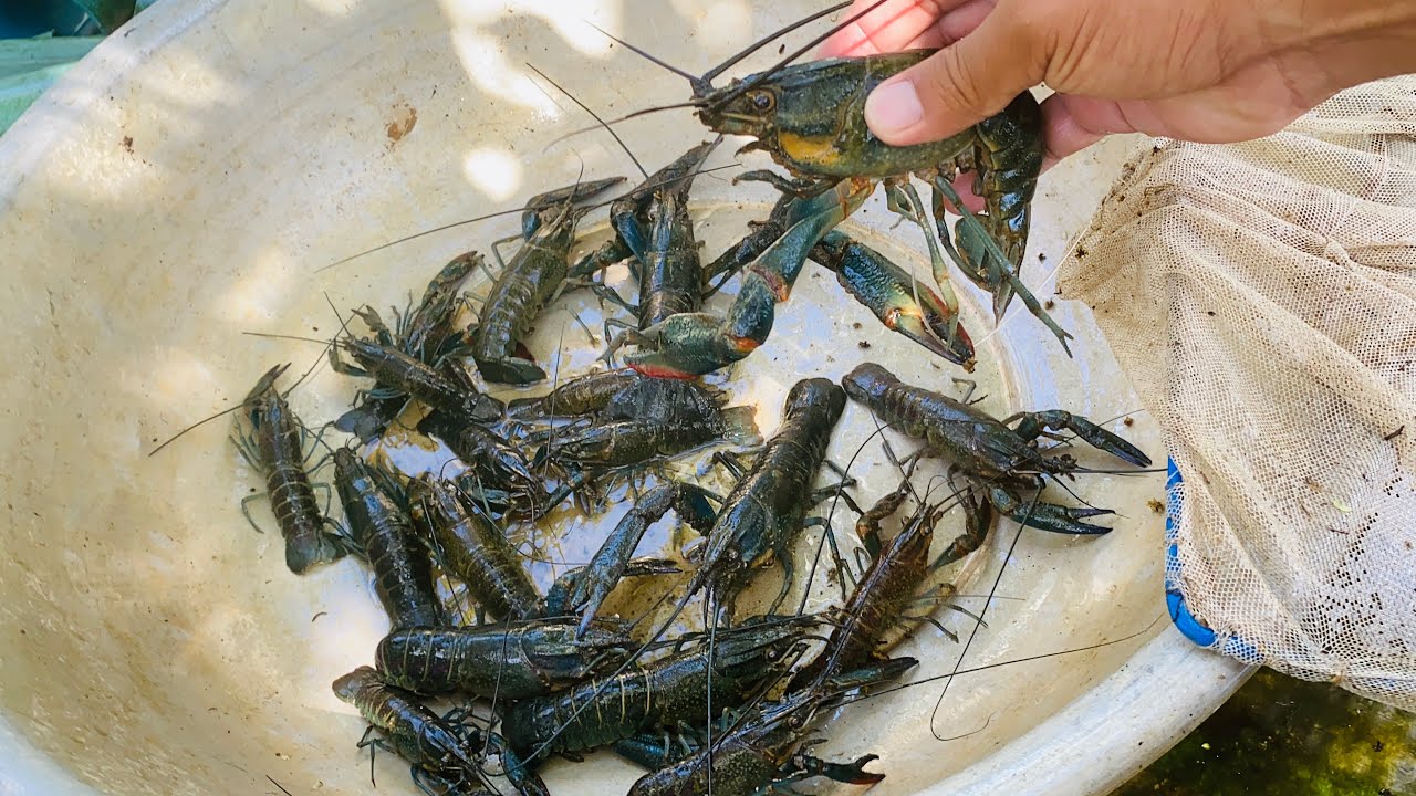 Catching Australian lobsters 🦞🦞🦞🦞