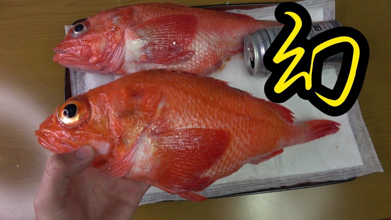 【１匹数万円】全身あぶらまみれの幻の高級魚のさばき方、食べ方はこちらです【巨大キンキ】