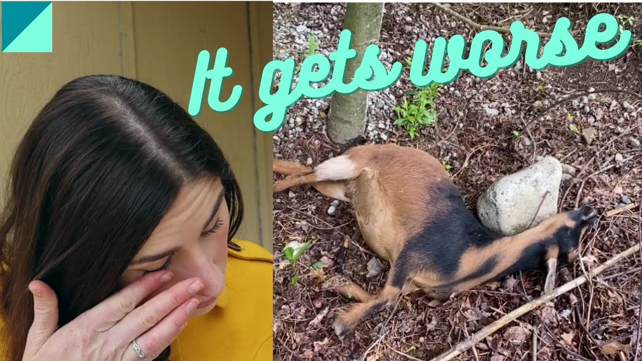 Listeriosis almost killed my goat