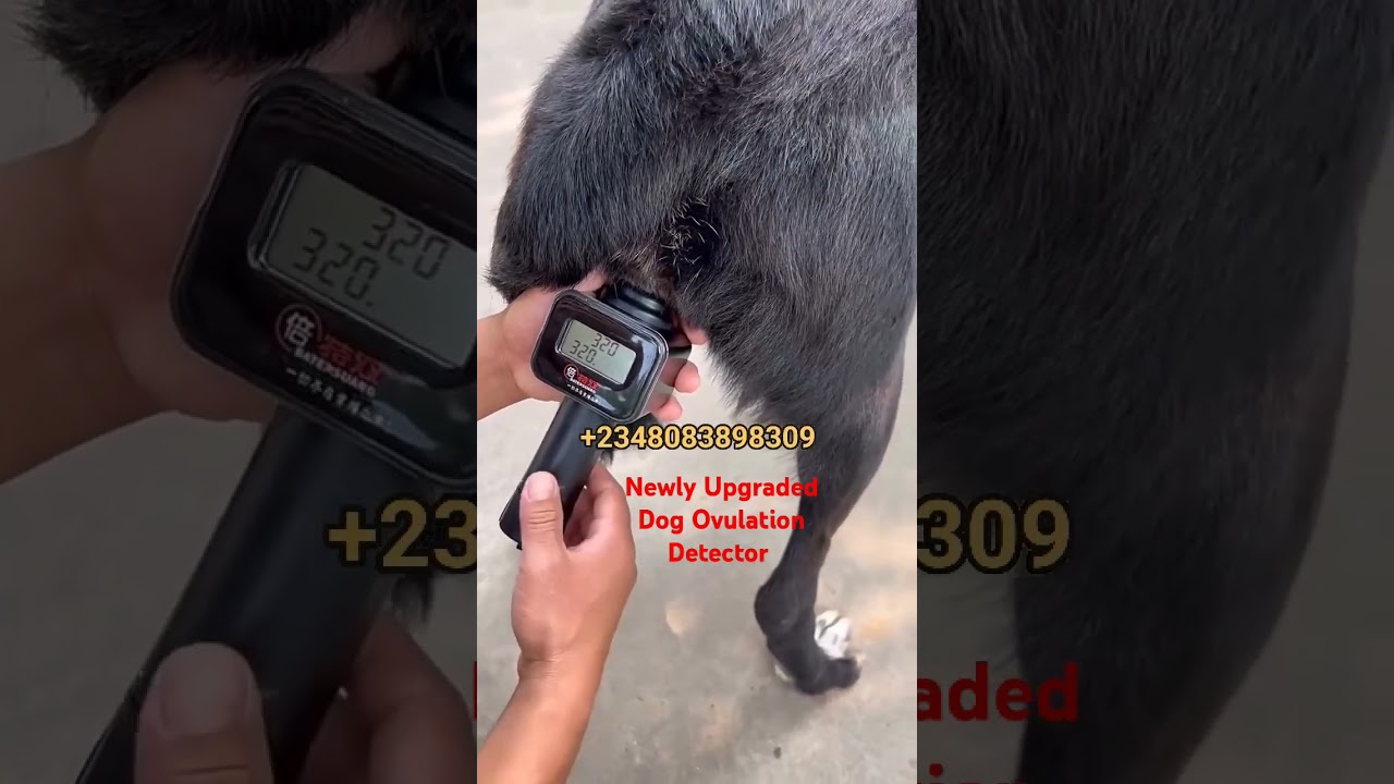 UPGRADE ALERT!!! Dog Ovulation Detector has been upgraded with new great features.+2348083898309