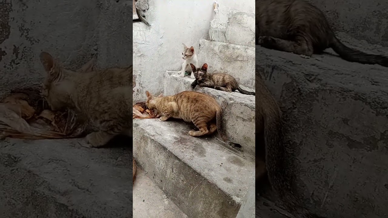 #WOW    #CAT   #MOMCAT #KITTENS #ANIMALS #HUNGRYKITTENS #BEAUTIFULCAT