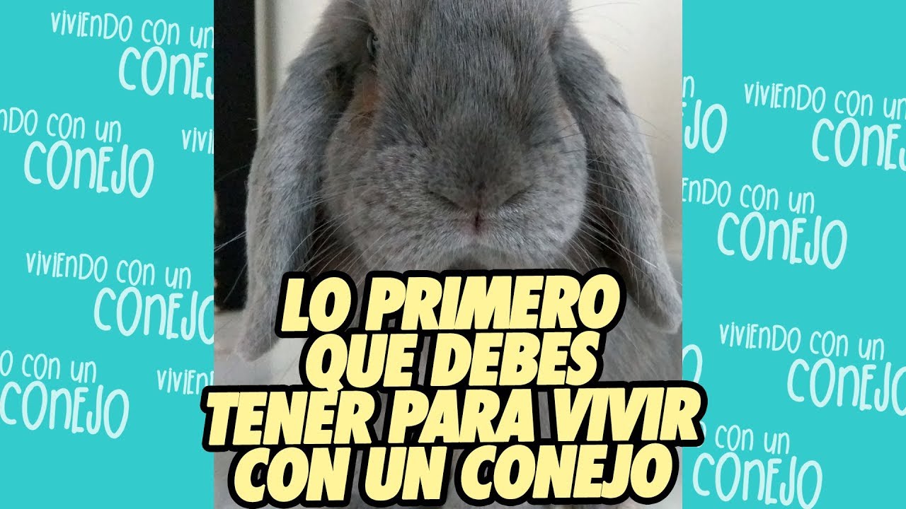 Lo Primero Que Debes Tener Para Vivir Con Un Conejo 🐰 Como Mascota