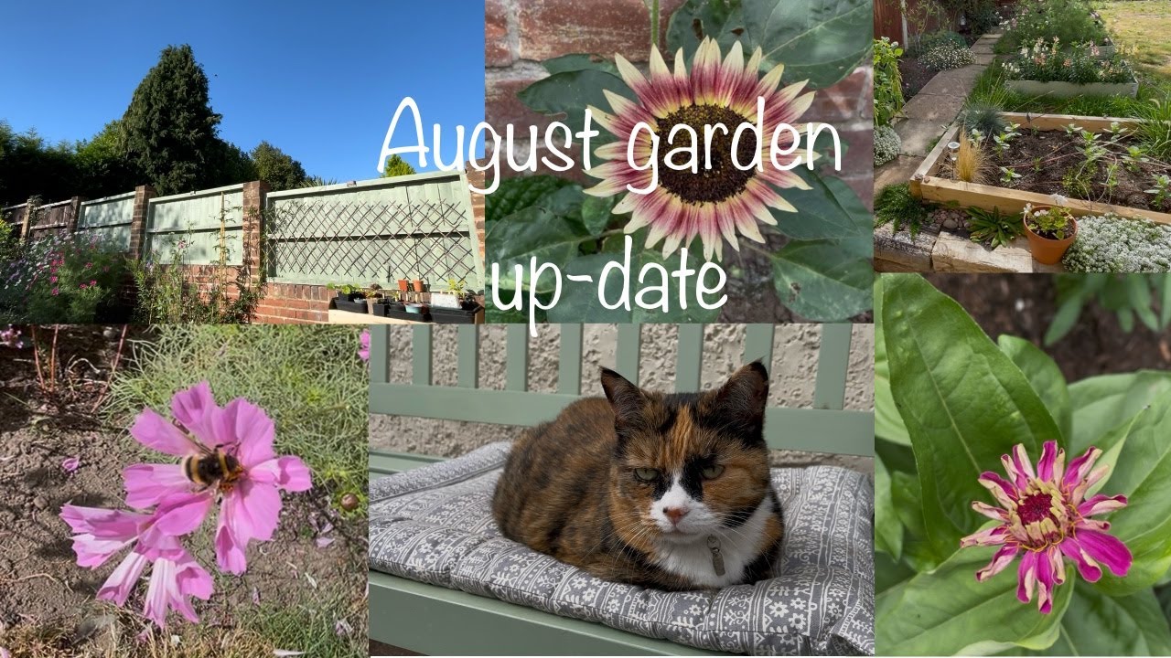 August Garden Update l Summer Blooms and the Cottage Garden #gardening #slowliving #cottagegarden