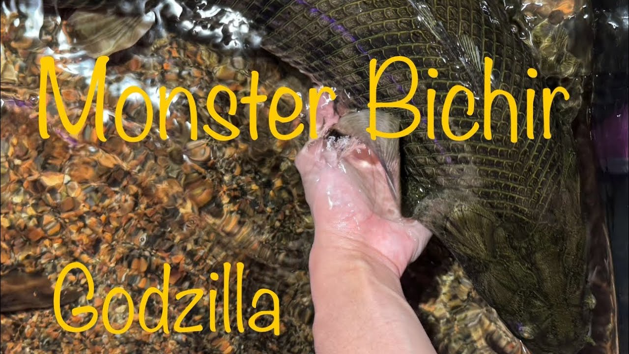 Godzilla 2.0 (Monster Polypterus congicus bichir)