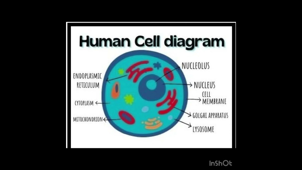 Human cell diagram #nursing #doctor #nclexnursing #nursingstudent #medical #gnm # shorts# cells