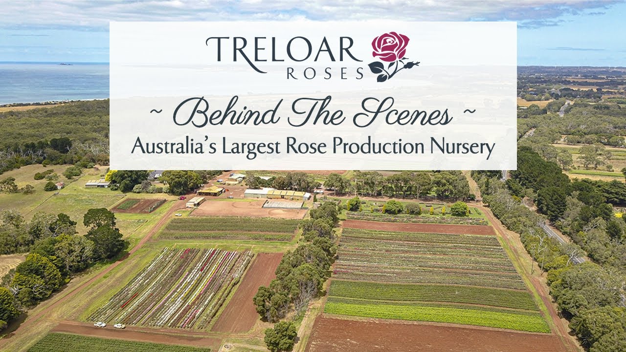 About Us  - Treloar Roses - Australia's Largest Rose Production Nursery