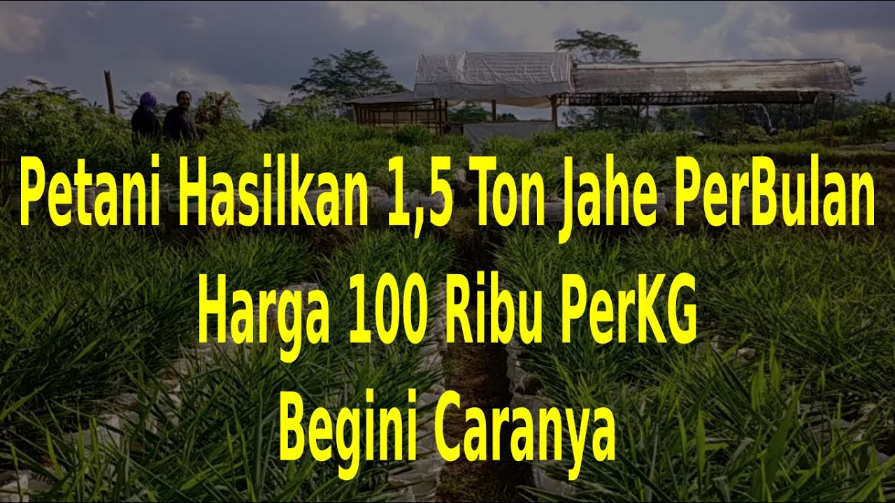 Petani Hasilkan 1,5 Ton Jahe PerBulan, Harga 100 Ribu PerKG, Begini Caranya