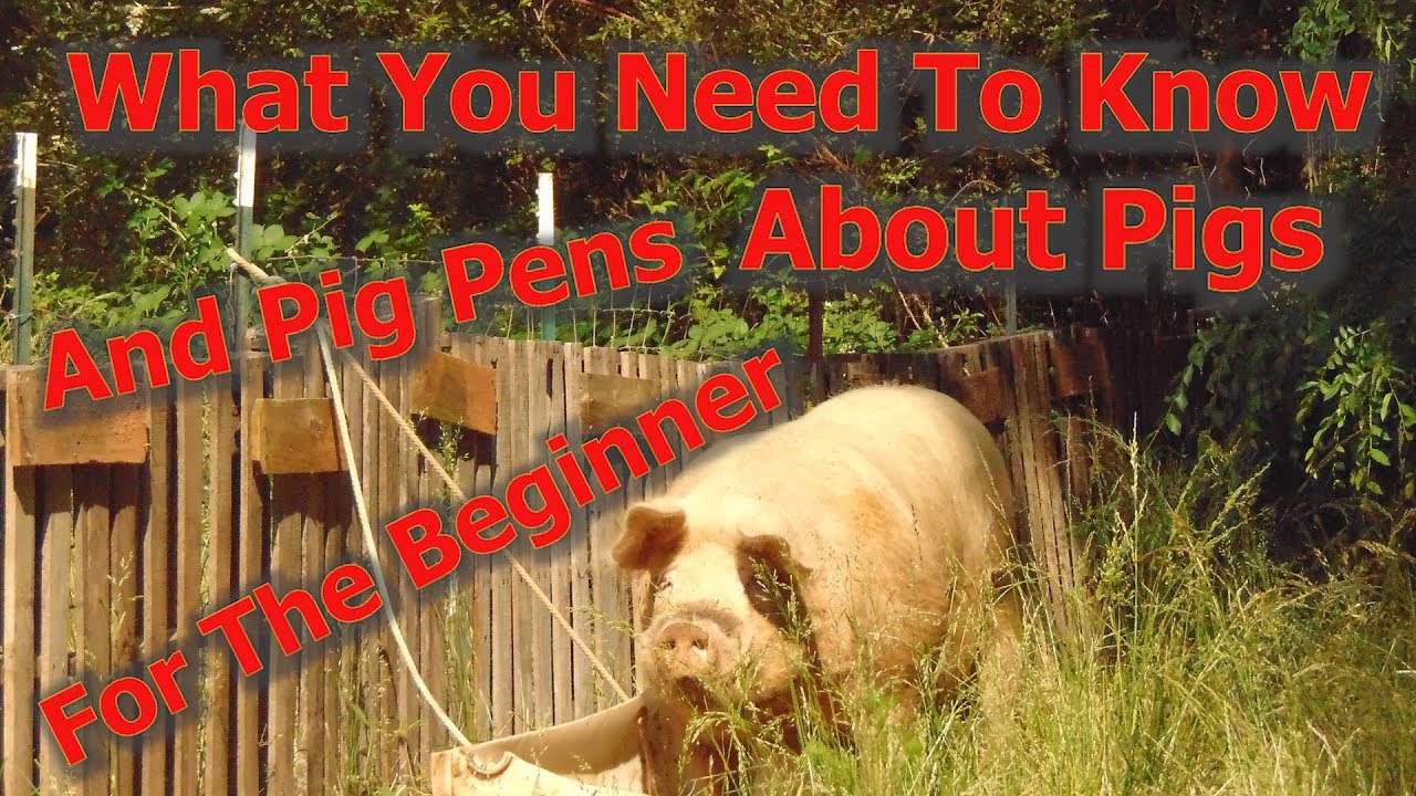 What You Need To Know About Raising Pigs For Beginners