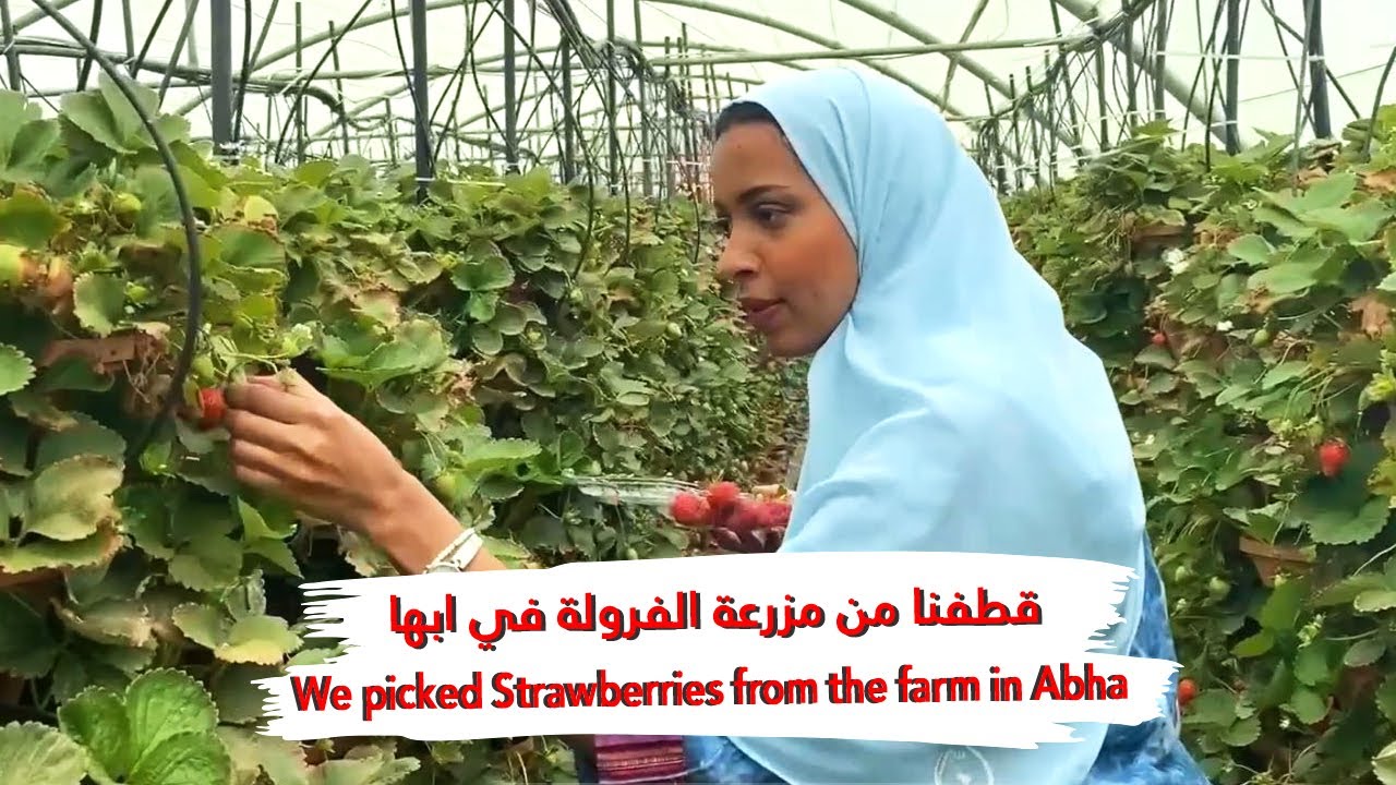 سافرنا أنا وبيكو أبها البهيّة😍❤️!! | we traveled to Abha Beeko & I