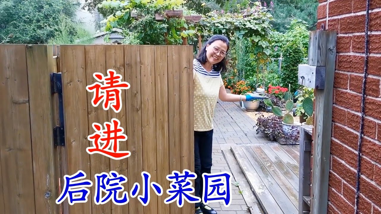 请进我家后院小菜园 Please come into my backyard small vegetable garden