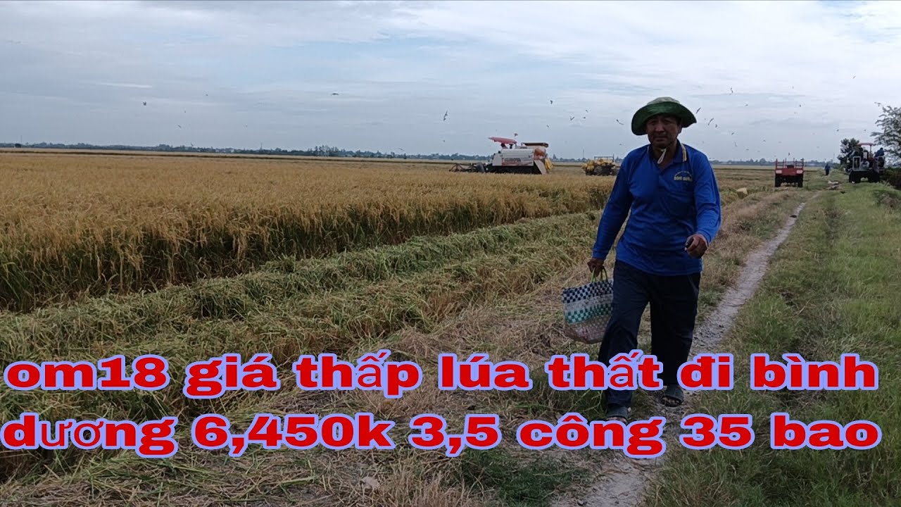 Om18 giá cũng không cao vật tư lên cao. nông dân không có lời chi phí lên cao.gia 6,4k
