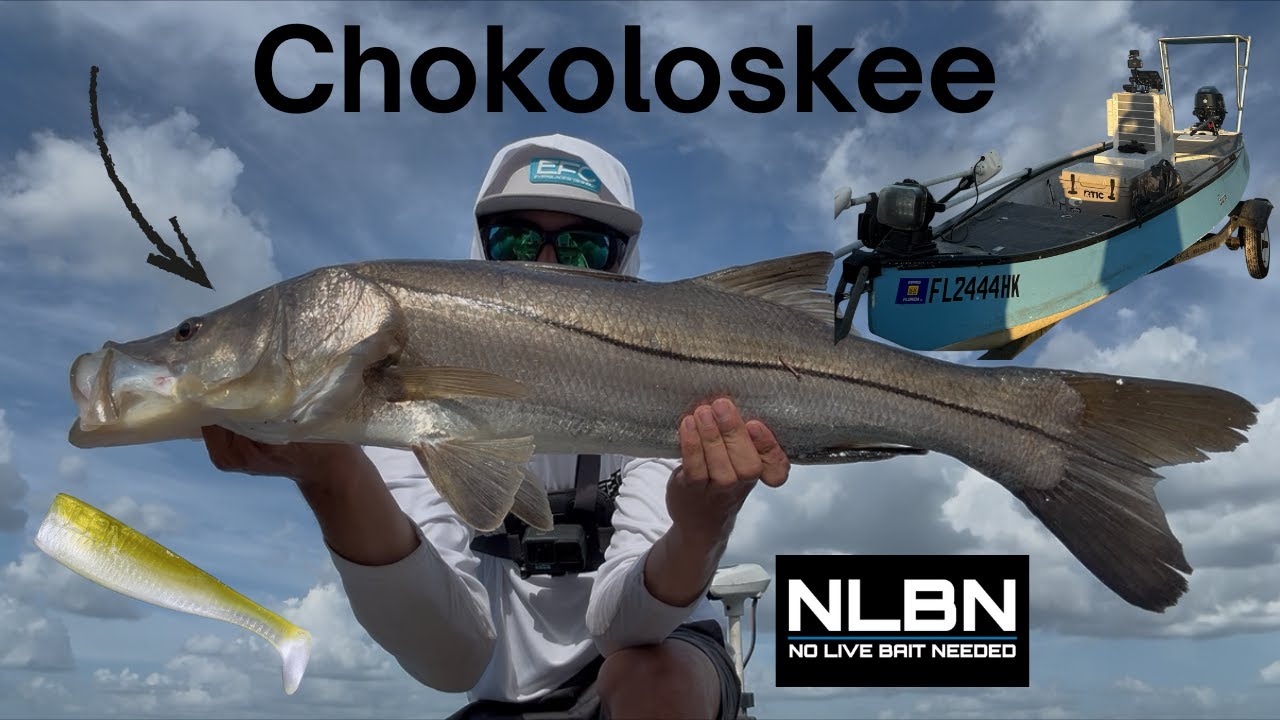 Catching snook deep in Chokoloskee