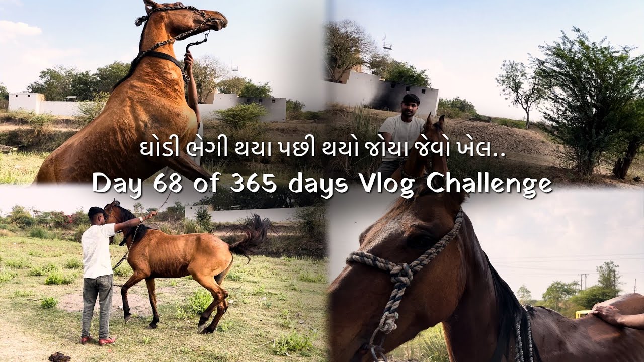ઘોડી ભેગી થયા પછી થયો જોયા જેવો ખેલ 👀🔥 Day 68 of 365 days vlog challenge 