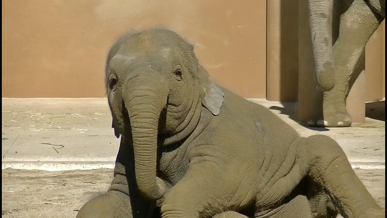 子供ゾウの砂あそび （名前はさくら １才半の女の子） / 東山動物園