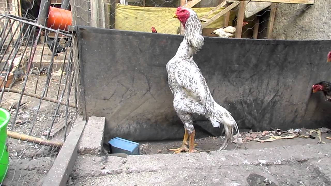 Shamos Puros CAM - Alemãozinho e algumas das melhores Matrizes