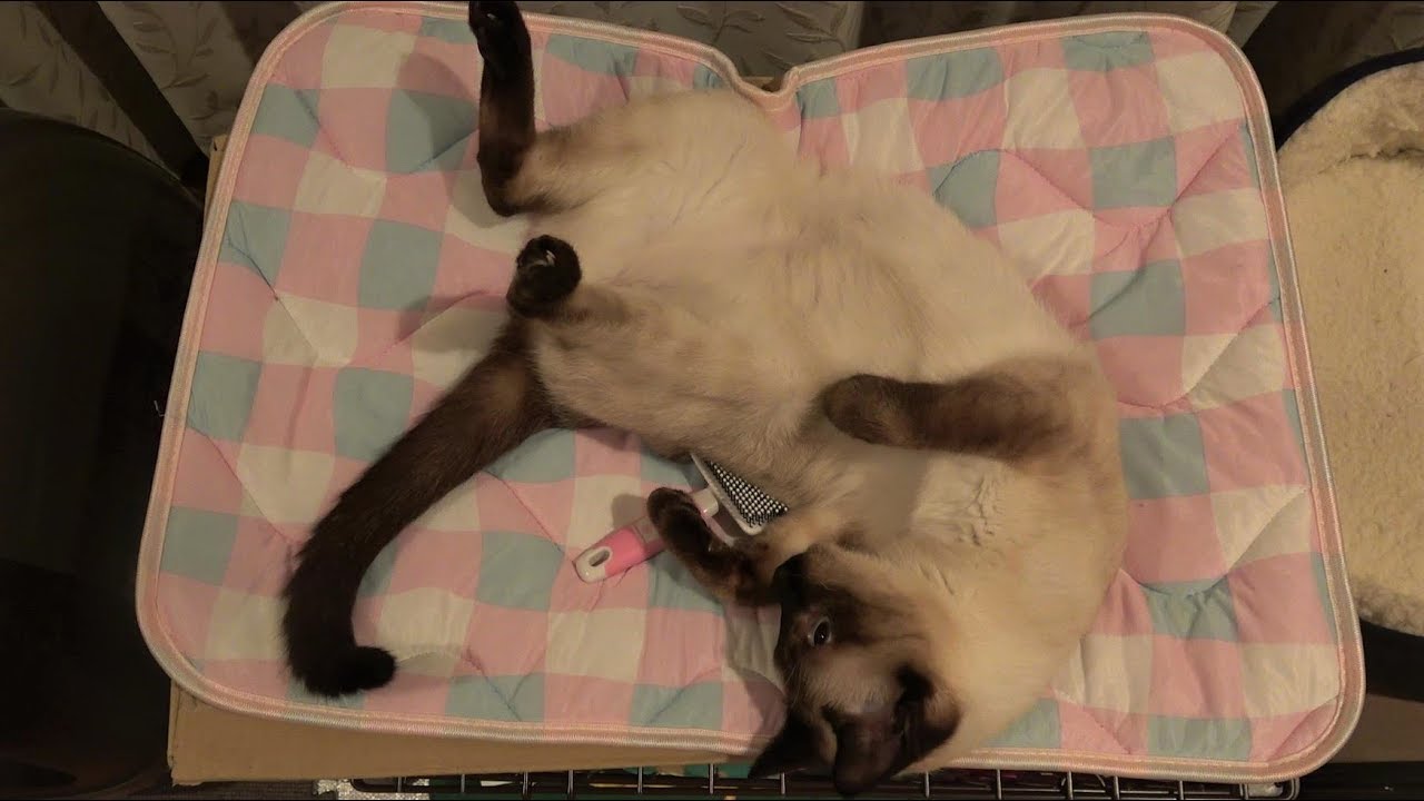 ブラッシングを気に入り過ぎた(シャムエ🐈)が、スリッカーを奪い取って自らでブラッシングへ😁🐾