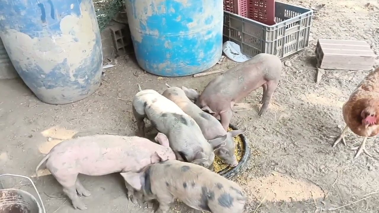 Gana dinero creando tu mismo la dieta de tus cerdos 