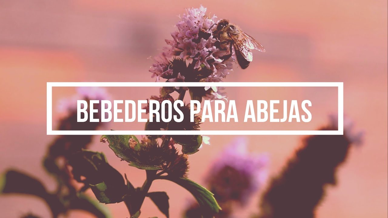 Bebederos abejas
