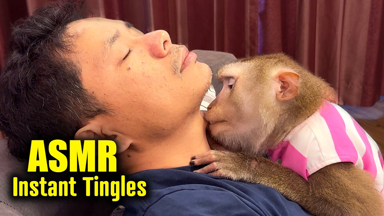 Monkey ASMR (Deep Tingles) | Drift Off to Sleep With Judy's Grooming