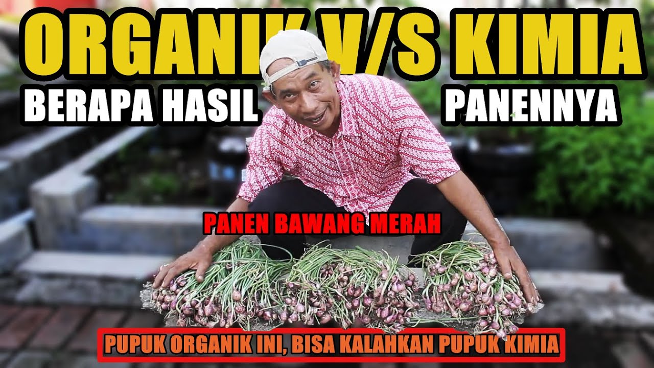 Berapa Hasilnya ? Panen Bawang Merah 30 Galon Pakai Pupuk Kimia V/S  Organik Balakacida
