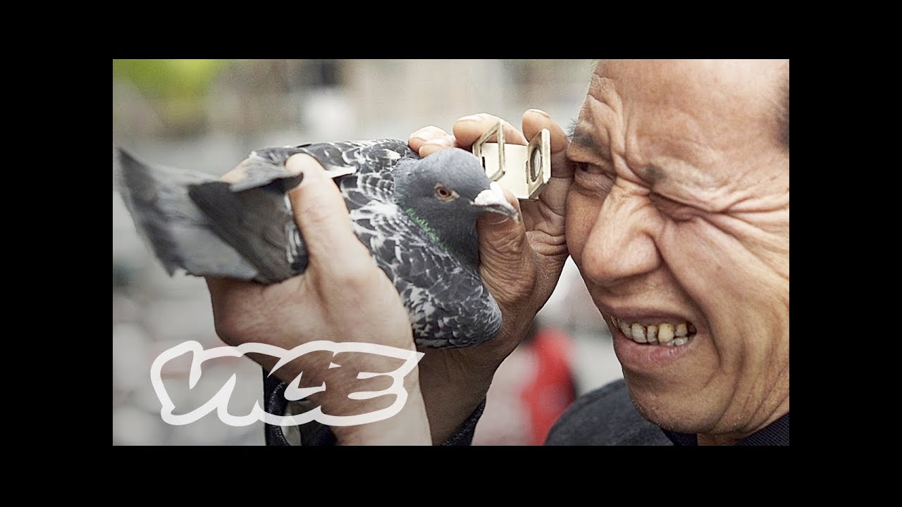 China's Millionaire Pigeon Racers (Full Length)
